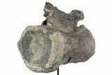 Sauropod Caudal Vertebra w/ Metal Stand - Bone Cabin Quarry #357041-6